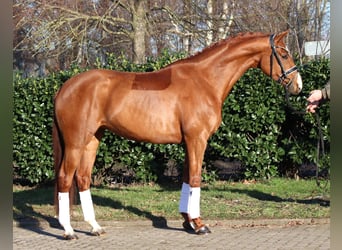 Hanoverian, Mare, 5 years, 16.1 hh, Chestnut-Red