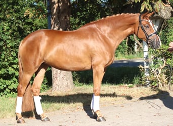 Hanoverian, Mare, 5 years, 16.1 hh, Chestnut-Red