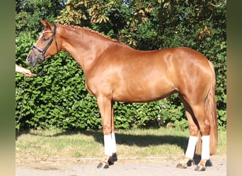 Hanoverian, Mare, 5 years, 16.1 hh, Chestnut-Red