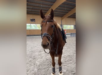 Hanoverian, Mare, 5 years, 16,1 hh, Chestnut-Red