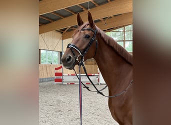 Hanoverian, Mare, 5 years, 16,1 hh, Chestnut-Red