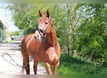 Hanoverian, Mare, 5 years, 16,1 hh, Chestnut-Red