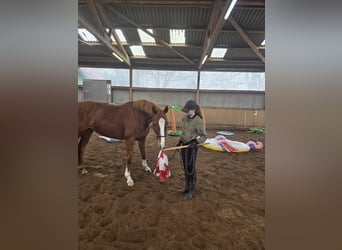 Hanoverian, Mare, 5 years, 16.1 hh, Chestnut-Red