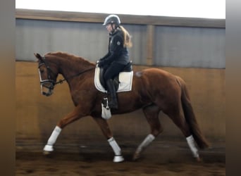 Hanoverian, Mare, 5 years, 16.1 hh, Chestnut-Red