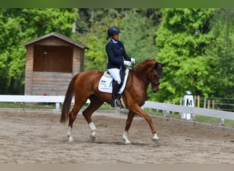 Hanoverian, Mare, 5 years, 16.1 hh, Chestnut-Red
