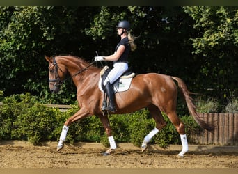 Hanoverian, Mare, 5 years, 16.1 hh, Chestnut-Red