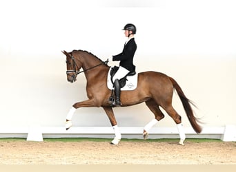 Hanoverian, Mare, 5 years, 16.1 hh, Chestnut-Red