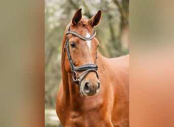 Hanoverian, Mare, 5 years, 16.1 hh, Chestnut-Red