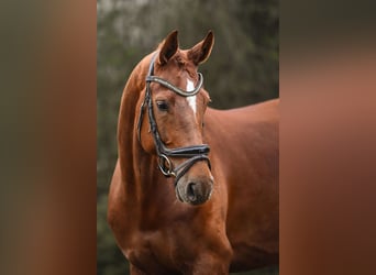 Hanoverian, Mare, 5 years, 16.1 hh, Chestnut-Red