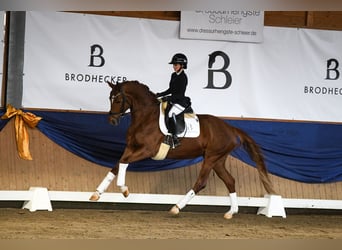 Hanoverian, Mare, 5 years, 16.1 hh, Chestnut-Red