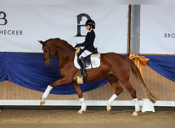 Hanoverian, Mare, 5 years, 16.1 hh, Chestnut-Red
