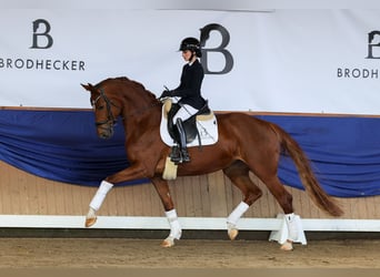 Hanoverian, Mare, 5 years, 16.1 hh, Chestnut-Red
