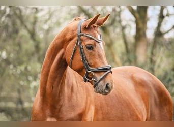 Hanoverian, Mare, 5 years, 16.1 hh, Chestnut-Red