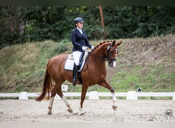 Hanoverian, Mare, 5 years, 16,1 hh, Chestnut-Red