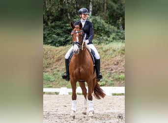 Hanoverian, Mare, 5 years, 16,1 hh, Chestnut-Red