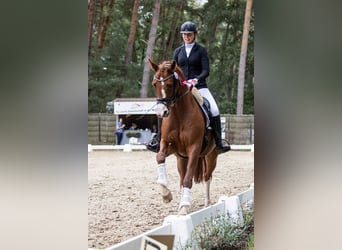 Hanoverian, Mare, 5 years, 16,1 hh, Chestnut-Red