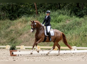 Hanoverian, Mare, 5 years, 16,1 hh, Chestnut-Red