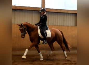 Hannoveraner, Stute, 5 Jahre, 16,1 hh, Fuchs