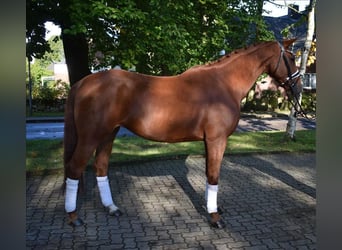 Hanoverian, Mare, 5 years, 16,1 hh, Chestnut-Red