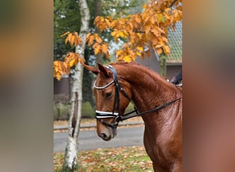 Hannoveraner, Stute, 5 Jahre, 16,1 hh, Fuchs