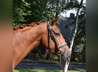 Hanoverian, Mare, 5 years, 16,1 hh, Chestnut-Red