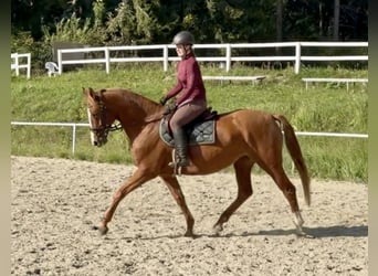 Hanoverian, Mare, 5 years, 16.1 hh, Chestnut-Red