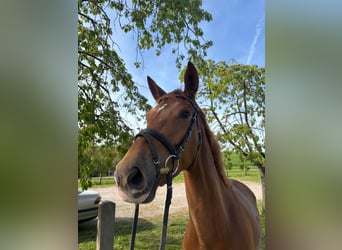 Hanoverian, Mare, 5 years, 16.1 hh, Chestnut-Red