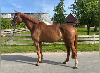 Hanoverian, Mare, 5 years, 16.1 hh, Chestnut-Red