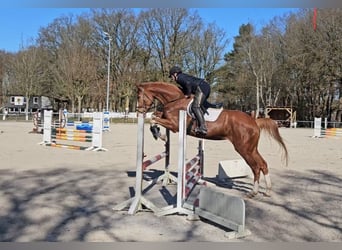 Hanoverian, Mare, 5 years, 16.1 hh, Chestnut-Red