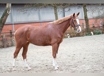 Hanoverian, Mare, 5 years, 16.1 hh, Chestnut-Red
