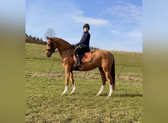 Hanoverian, Mare, 5 years, 16.1 hh, Chestnut-Red