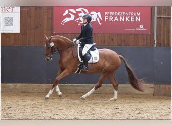 Hanoverian, Mare, 5 years, 16.1 hh, Chestnut-Red