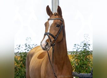 Hanoverian, Mare, 5 years, 16.1 hh, Chestnut-Red