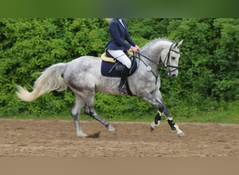 Hanoverian, Mare, 5 years, 16.1 hh, Gray-Dapple