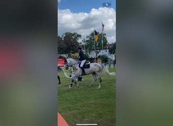 Hanoverian, Mare, 5 years, 16.1 hh, Gray-Dapple