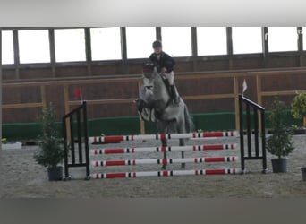 Hanoverian, Mare, 5 years, 16.1 hh, Gray-Dark-Tan
