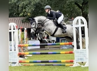 Hanoverian, Mare, 5 years, 16.1 hh, Gray