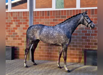Hanoverian, Mare, 5 years, 16.1 hh, Gray