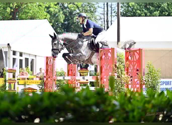 Hanoverian, Mare, 5 years, 16.1 hh, Gray