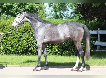 Hanoverian, Mare, 5 years, 16,1 hh, Gray