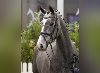 Hanoverian, Mare, 5 years, 16.1 hh, Grey-Blue-Tan