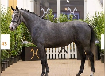 Hanoverian, Mare, 5 years, 16.1 hh, Grey-Blue-Tan