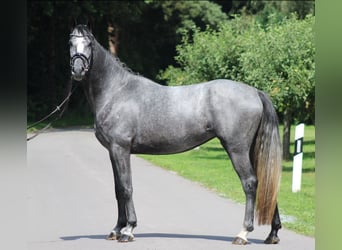 Hanoverian, Mare, 5 years, 16.1 hh, Grey