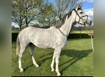 Hanoverian, Mare, 5 years, 16.1 hh, Grey