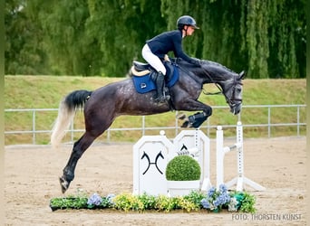 Hanoverian, Mare, 5 years, 16.1 hh, Grey