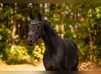 Hanoverian, Mare, 5 years, 16.1 hh, Smoky-Black