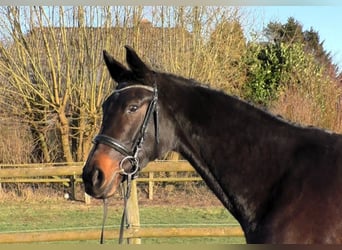 Hanoverian, Mare, 5 years, 16,1 hh, Smoky-Black