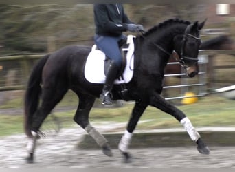 Hanoverian, Mare, 5 years, 16,1 hh, Smoky-Black