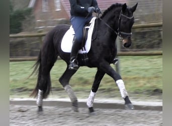 Hanoverian, Mare, 5 years, 16,1 hh, Smoky-Black