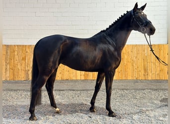 Hanoverian, Mare, 5 years, 16.1 hh, Smoky-Black